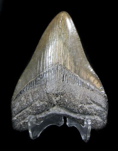 Nice, Fossil Megalodon Tooth #36267